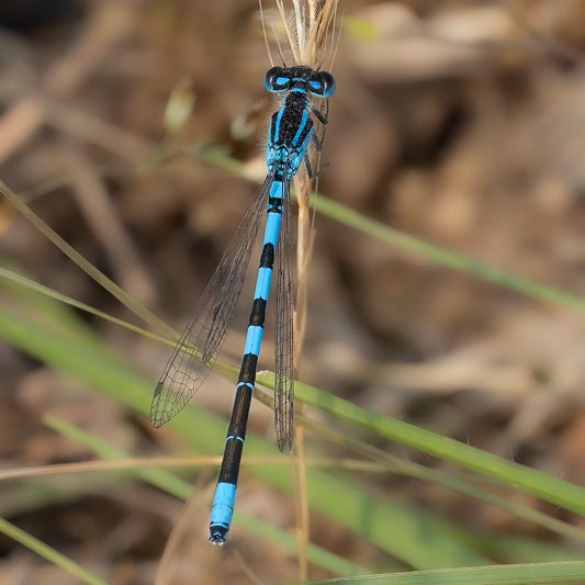 Coenagrion scitulum (Dainty Damselfly) male.jpg